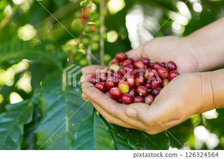Close up hand harvest red ripe coffee seed robusta arabica berry harvesting coffee farm. Hand people harvest coffee bean ripe Red berries plant fresh seed coffee tree growth in green eco organic farm 126324564