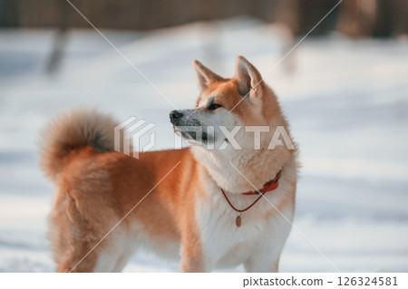 Close up portrait. Akita inu dog is outdoors in the park at winter time 126324581