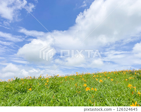 Hemerocallis quinces against the blue sky 126324645