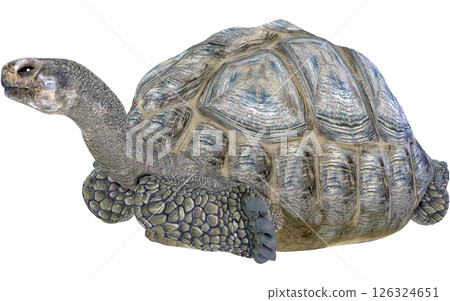 Giant tortoise 126324651