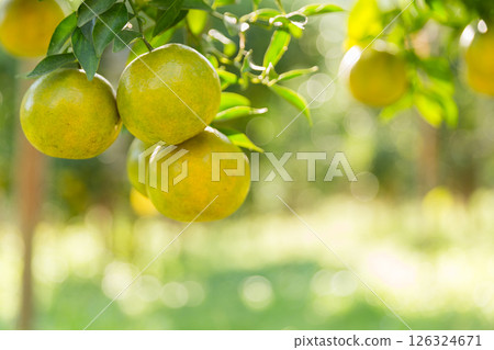 Business concept nature revolves around citrus orchard orange tree are growing, vibrant fruit organic lush leaves creating stunning background, green garden of thriving crop ripe laden with branches Business concept nature revolves around citrus orchard orange tree are growing, vibrant fruit organic lush leaves creating stunning background, green garden of thriving crop ripe laden with branches 126324671