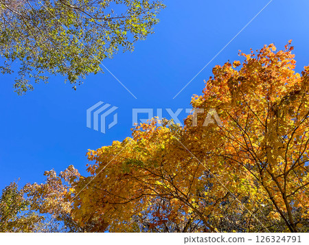 Autumn sky and autumn leaves Autumn sky and autumn leaves 126324791