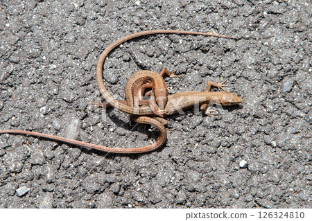 交配日本獼猴 126324810