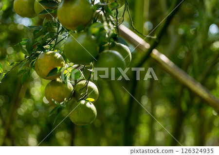 Business concept nature revolves around citrus orchard orange tree are growing, vibrant fruit organic lush leaves creating stunning background, green garden of thriving crop ripe laden with branches 126324935