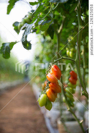 Smart farming techniques hydroponic salad vegetables technology tomato red green ensuring fresh sustainable produce agriculture promotes healthy eating support farmer living local community non gmo Smart farming techniques hydroponic salad vegetables technology tomato red green ensuring fresh sustainable produce agriculture promotes healthy eating support farmer living local community non gmo 126325058