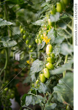 Smart farming techniques hydroponic salad vegetables technology tomato red green ensuring fresh sustainable produce agriculture promotes healthy eating support farmer living local community non gmo 126325059
