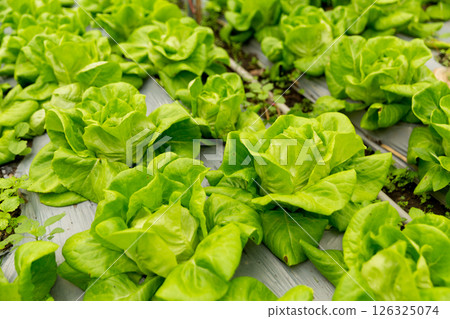 Smart farming techniques hydroponic salad vegetables red oak green lettuce ensuring fresh sustainable produce fresh produce sustainable agriculture promotes healthy eating support local community. Smart farming techniques hydroponic salad vegetables red oak green lettuce ensuring fresh sustainable produce fresh produce sustainable agriculture promotes healthy eating support local community. 126325074