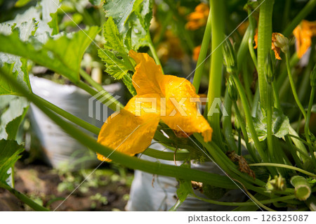Smart farming techniques hydroponic salad vegetables pumpkin flower yellow green ensuring fresh sustainable produce agriculture promotes healthy eating support farmer living local community non gmo 126325087
