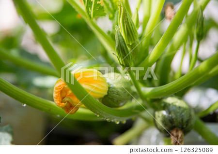 Smart farming techniques hydroponic salad vegetables pumpkin flower yellow green ensuring fresh sustainable produce agriculture promotes healthy eating support farmer living local community non gmo Smart farming techniques hydroponic salad vegetables pumpkin flower yellow green ensuring fresh sustainable produce agriculture promotes healthy eating support farmer living local community non gmo 126325089