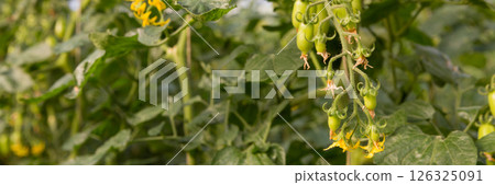 Smart farming techniques hydroponic salad vegetables technology tomato red green ensuring fresh sustainable produce agriculture promotes healthy eating support farmer living local community non gmo 126325091