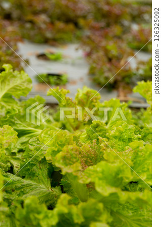 Smart farming techniques hydroponic salad vegetables red oak green lettuce ensuring fresh sustainable produce fresh produce sustainable agriculture promotes healthy eating support local community. 126325092