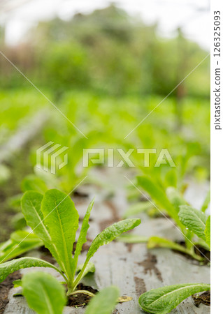 Smart farming techniques hydroponic salad vegetables red oak green lettuce ensuring fresh sustainable produce fresh produce sustainable agriculture promotes healthy eating support local community. Smart farming techniques hydroponic salad vegetables red oak green lettuce ensuring fresh sustainable produce fresh produce sustainable agriculture promotes healthy eating support local community. 126325093