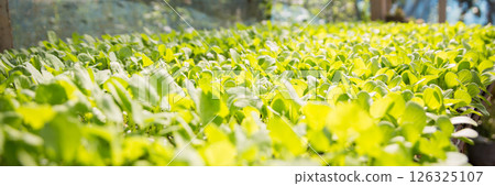 Smart farming seedling green plant pot ensuring techniques hydroponic salad vegetables fresh sustainable produce agriculture promotes healthy eating support farmer living local community non gmo 126325107