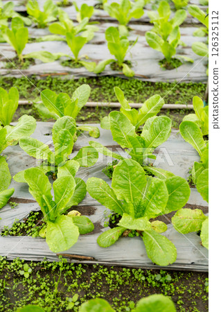Smart farming techniques hydroponic salad vegetables red oak green lettuce ensuring fresh sustainable produce fresh produce sustainable agriculture promotes healthy eating support local community. Smart farming techniques hydroponic salad vegetables red oak green lettuce ensuring fresh sustainable produce fresh produce sustainable agriculture promotes healthy eating support local community. 126325112
