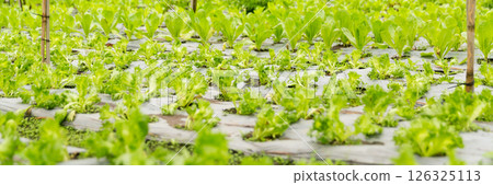 Smart farming techniques hydroponic salad vegetables red oak green lettuce ensuring fresh sustainable produce fresh produce sustainable agriculture promotes healthy eating support local community. Smart farming techniques hydroponic salad vegetables red oak green lettuce ensuring fresh sustainable produce fresh produce sustainable agriculture promotes healthy eating support local community. 126325113