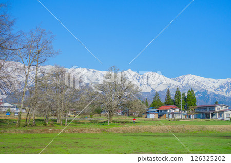 Kobushi of the 49th temple and the Hakuba Sanzan mountains [Hakuba Village, Kitaazumi District] 126325202