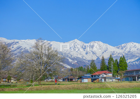 Kobushi of the 49th temple and the Hakuba Sanzan mountains [Hakuba Village, Kitaazumi District] 126325205