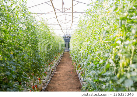 Smart farming techniques hydroponic salad vegetables technology tomato red green ensuring fresh sustainable produce agriculture promotes healthy eating support farmer living local community non gmo Smart farming techniques hydroponic salad vegetables technology tomato red green ensuring fresh sustainable produce agriculture promotes healthy eating support farmer living local community non gmo 126325346