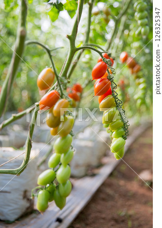 Smart farming techniques hydroponic salad vegetables technology tomato red green ensuring fresh sustainable produce agriculture promotes healthy eating support farmer living local community non gmo Smart farming techniques hydroponic salad vegetables technology tomato red green ensuring fresh sustainable produce agriculture promotes healthy eating support farmer living local community non gmo 126325347