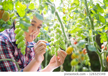 Smart farming techniques hydroponic salad vegetables technology tomato red green ensuring fresh sustainable produce agriculture promotes healthy eating support farmer living local community non gmo Smart farming techniques hydroponic salad vegetables technology tomato red green ensuring fresh sustainable produce agriculture promotes healthy eating support farmer living local community non gmo 126325349