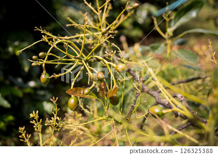 Smart avocado farming techniques hydroponic salad vegetables green ensuring fresh sustainable produce blur agriculture promotes healthy eating support farmer living local community non gmo hand pick 126325388