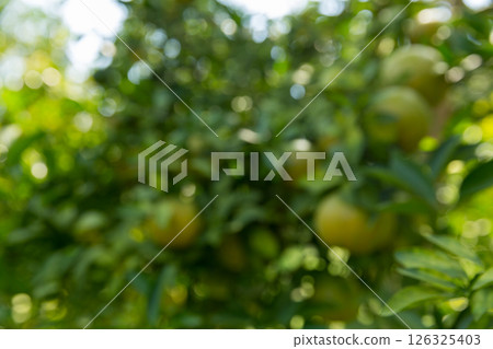 Business concept nature revolves around citrus orchard orange tree are growing, vibrant fruit organic lush leaves creating stunning background, green blur garden of thriving crop ripe laden branches Business concept nature revolves around citrus orchard orange tree are growing, vibrant fruit organic lush leaves creating stunning background, green blur garden of thriving crop ripe laden branches 126325403