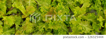 Smart farming techniques hydroponic salad vegetables red oak green lettuce ensuring fresh sustainable produce fresh produce sustainable agriculture promotes healthy eating support local community. Smart farming techniques hydroponic salad vegetables red oak green lettuce ensuring fresh sustainable produce fresh produce sustainable agriculture promotes healthy eating support local community. 126325444