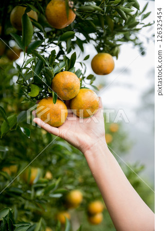 Business farm ripe orange concept farmer hand pick nature fruit citrus orchard mandarin tree growing organic lush leaves background green vibrant garden crop leaf laden branches plant close up growth 126325454