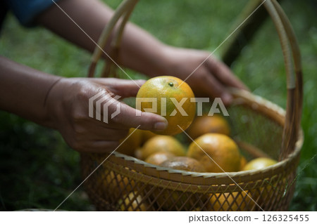 Business farm ripe orange concept farmer hand pick nature fruit citrus orchard mandarin tree growing organic lush leaves background green vibrant garden crop leaf laden branches plant close up growth 126325455