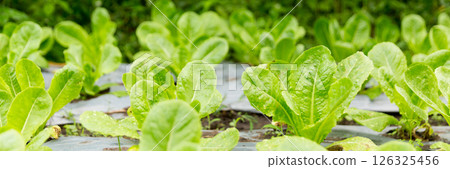 Smart farming techniques hydroponic salad vegetables red oak green lettuce ensuring fresh sustainable produce fresh produce sustainable agriculture promotes healthy eating support local community. 126325456