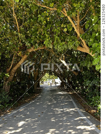 樹木隧道 樹木隧道 126325480