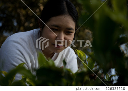 Business concept centers around fresh green tea reap background leaves organic farm with banner lush garden healthy plant tree leaves eco herbal farmer blur leaf plantation Freshness herbal natural 126325518