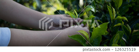 Business concept centers around fresh green tea reap background leaves organic farm with banner lush garden healthy plant tree leaves eco herbal farmer blur leaf plantation Freshness herbal natural Business concept centers around fresh green tea reap background leaves organic farm with banner lush garden healthy plant tree leaves eco herbal farmer blur leaf plantation Freshness herbal natural 126325519