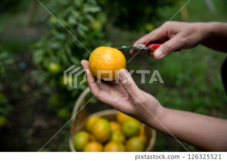 Business farm ripe orange concept farmer hand pick nature fruit citrus orchard mandarin tree growing organic lush leaves background green vibrant garden crop leaf laden branches plant close up growth Business farm ripe orange concept farmer hand pick nature fruit citrus orchard mandarin tree growing organic lush leaves background green vibrant garden crop leaf laden branches plant close up growth 126325521