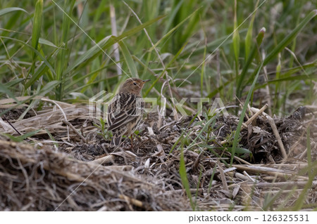 (Anthus cervinus)  Red-throated Pipit Red-throated Pipit 126325531