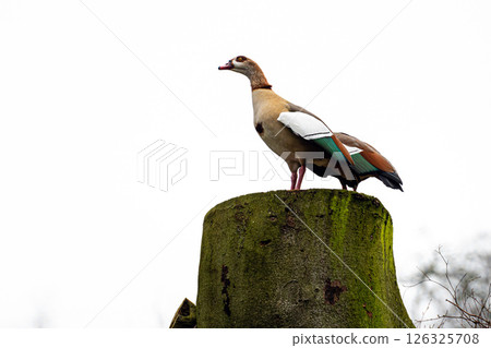 Egyptian Goose Perched on a Weathered Tree Stump Against a Gray Sky Egyptian Goose Perched on a Weathered Tree Stump Against a Gray Sky 126325708
