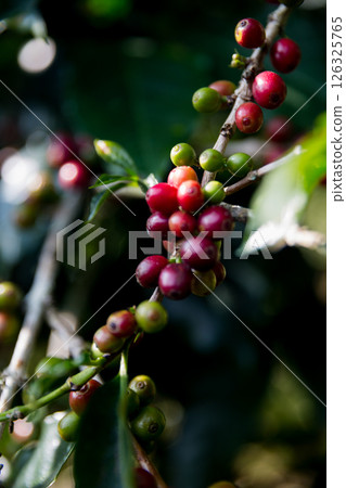 Farmer concept harvest ripe coffee seed robusta arabica berry close up fresh green leaf bean picking orange crop red yellow berries raw plant tree smart farm growth blur background eco organic garden 126325765