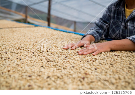 Farmer concept hand harvest ripe coffee seed robusta arabica berry close up fresh green leaf bean picking orange crop red yellow berries raw plant tree farm growth blur background eco organic garden 126325766
