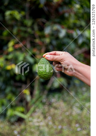 Smart avocado farming techniques hydroponic salad vegetables green ensuring fresh sustainable produce blur agriculture promotes healthy eating support farmer living local community non gmo hand pick Smart avocado farming techniques hydroponic salad vegetables green ensuring fresh sustainable produce blur agriculture promotes healthy eating support farmer living local community non gmo hand pick 126325769