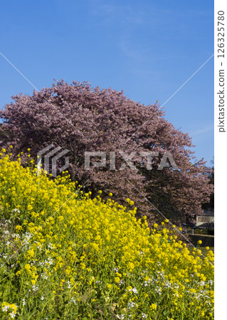 河津櫻花 126325780