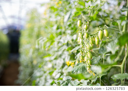 Smart farming techniques hydroponic salad vegetables technology tomato red green ensuring fresh sustainable produce agriculture promotes healthy eating support farmer living local community non gmo 126325783