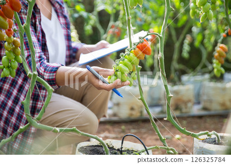 Smart farming techniques hydroponic salad vegetables technology tomato red green ensuring fresh sustainable produce agriculture promotes healthy eating support farmer living local community non gmo Smart farming techniques hydroponic salad vegetables technology tomato red green ensuring fresh sustainable produce agriculture promotes healthy eating support farmer living local community non gmo 126325784