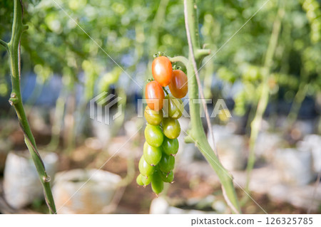 Smart farming techniques hydroponic salad vegetables technology tomato red green ensuring fresh sustainable produce agriculture promotes healthy eating support farmer living local community non gmo 126325785