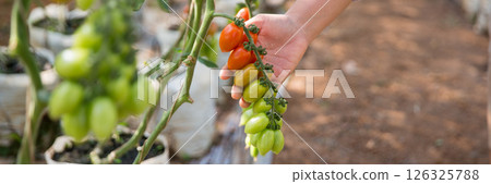 Smart farming techniques hydroponic salad vegetables technology tomato red green ensuring fresh sustainable produce agriculture promotes healthy eating support farmer living local community non gmo Smart farming techniques hydroponic salad vegetables technology tomato red green ensuring fresh sustainable produce agriculture promotes healthy eating support farmer living local community non gmo 126325788