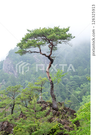 Horaiji Mountain, Lone Pine, Gorozuka (Shinshiro City, Aichi Prefecture) 126325913