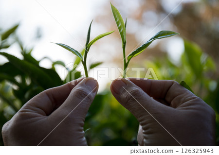 Business concept centers around fresh green tea reap background leaves organic farm with banner lush garden healthy plant tree leaves eco herbal farmer blur leaf plantation Freshness herbal natural 126325943