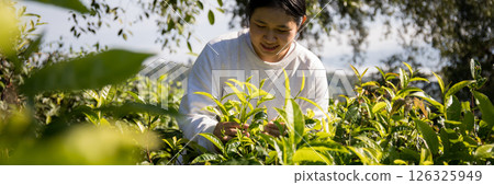 Business concept centers around fresh green tea reap background leaves organic farm with banner lush garden healthy plant tree leaves eco herbal farmer blur leaf plantation Freshness herbal natural Business concept centers around fresh green tea reap background leaves organic farm with banner lush garden healthy plant tree leaves eco herbal farmer blur leaf plantation Freshness herbal natural 126325949
