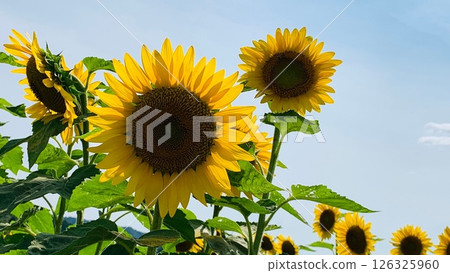 Sunflower blooming towards the sun Sunflower blooming towards the sun 126325960
