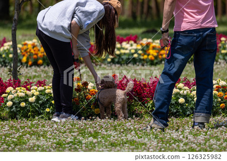 Woman walking her dog in a flower field Woman walking her dog in a flower field 126325982