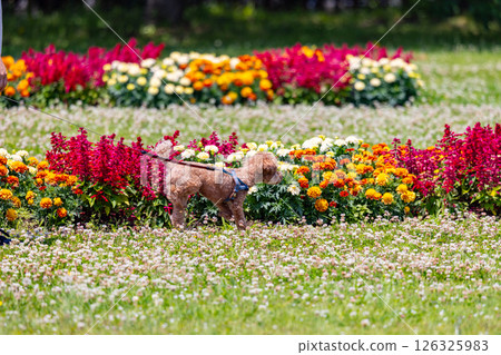 Toy poodle walking through a spring flower bed Toy poodle walking through a spring flower bed 126325983